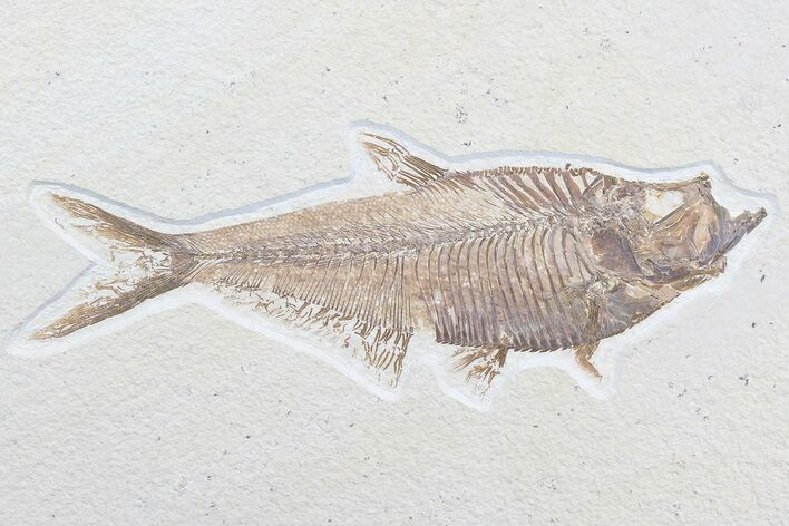 Excellent, Diplomystus Fossil Fish - Wyoming #77798